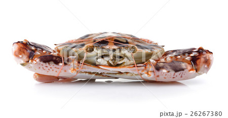 serra ted mud crab on white background 26267380