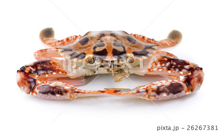 serra ted mud crab on white background serra ted mud crab on white background 26267381