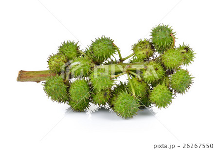 Castor oil plant on white background 26267550