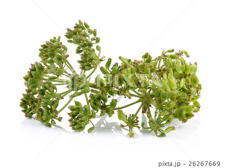 fresh dill seeds on white background 26267669