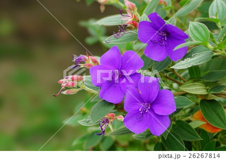 シコンノボタン 26267814