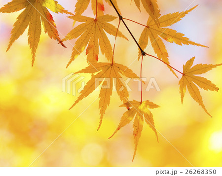 紅葉・色づき始め 26268350