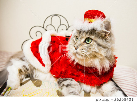 クリスマスの猫 クリスマスの猫 26268401