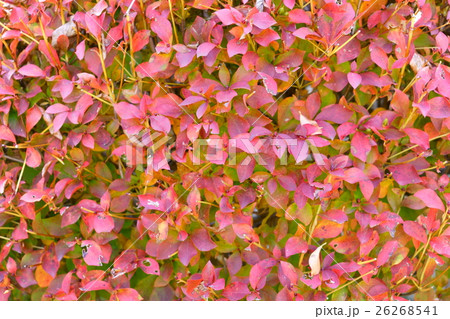 ドウダンツツジの紅葉 ドウダンツツジの紅葉 26268541