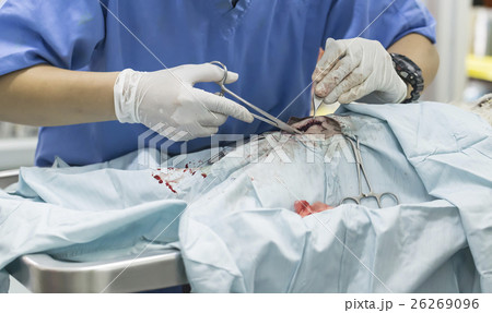 Animal surgery 26269096