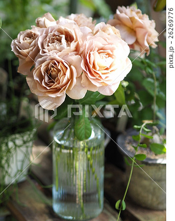 花瓶の薔薇(カフェラテ) 26269776