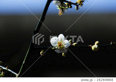 梅 梅の花 うめ 26269868