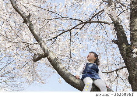 桜の木に登る子供 桜の木に登る子供 26269961