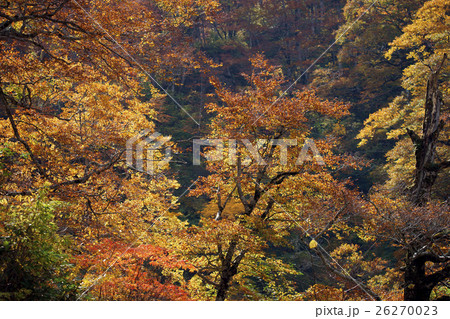 有峰林道の紅葉 26270023