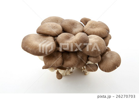 霜降りひらたけ 26270703