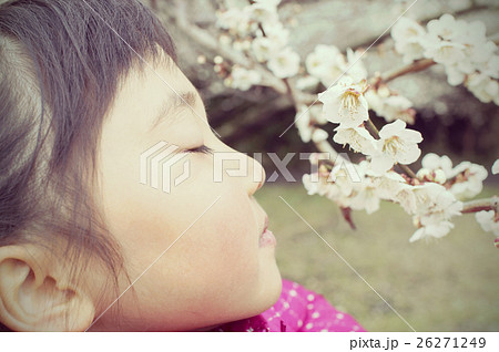 梅の匂いを嗅ぐ子供 26271249