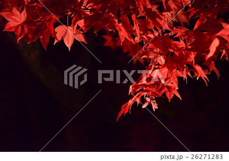 紅葉のライトアップ 26271283