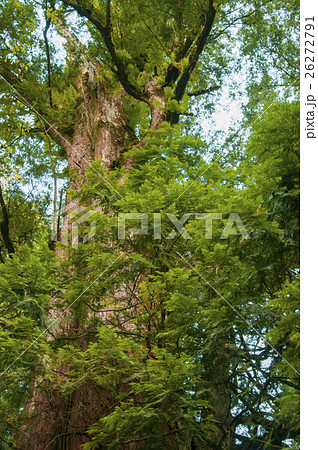 台湾 拉拉山 アルプ 26272791