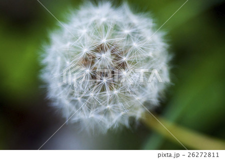 タンポポ たんぽぽ 蒲公英 26272811