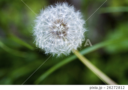 台湾 拉拉山 タンポポ 26272812