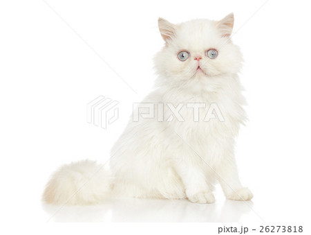 Persian cat Persian cat 26273818