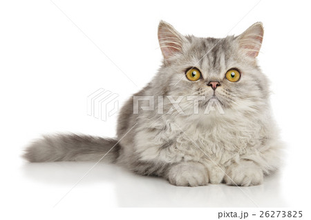 Persian cat in front of white background 26273825