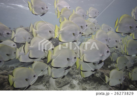 魚群 魚の群れ 旅行 26273829