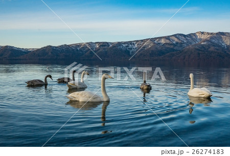 屈斜路湖 白鳥 砂湯 屈斜路湖 白鳥 砂湯 26274183