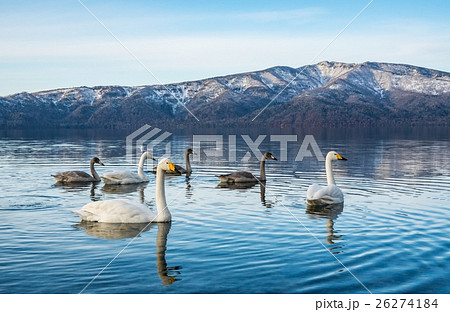 屈斜路湖　白鳥　砂湯 26274184