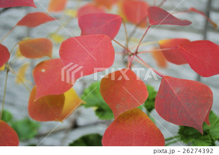紅葉したポプラの葉の写真素材