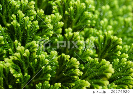 Green floral background 26274920