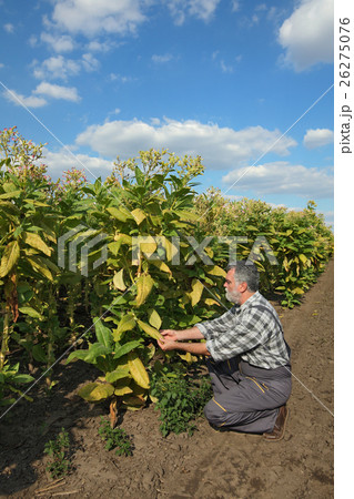 Farmer in tobacco field Farmer in tobacco field 26275076