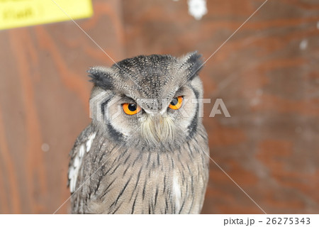 ミミズク ミミズク 26275343