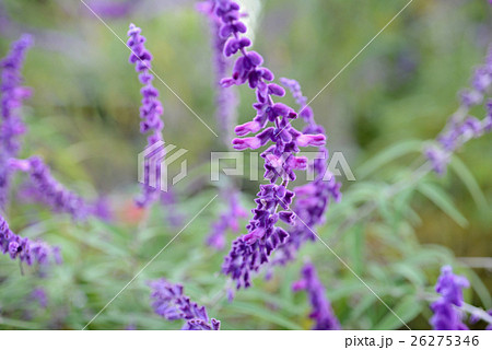 アメジストセイジ 26275346