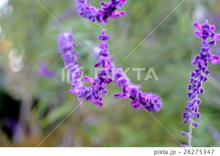 アメジストセイジ 26275347