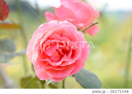バラ　アメリカ 26275348