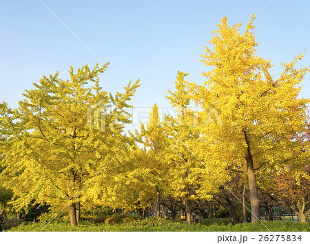猿江恩賜公園のイチョウの紅葉（東京都江東区） 26275834