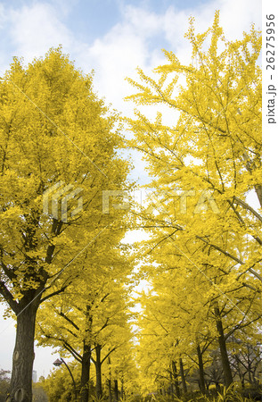 猿江恩賜公園のイチョウの紅葉(東京都江東区) 猿江恩賜公園のイチョウの紅葉(東京都江東区) 26275956