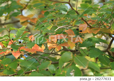 自然　植物　ヤマコウバシ、茶色くなった葉が冬でも木に残ります。晩秋の葉はきれいに紅葉しているようです 26277633