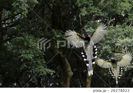 台湾 留鳥 鳥綱 26278022