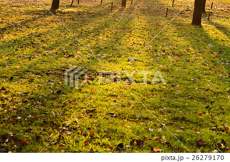 秋の芝生と樹の影の写真素材