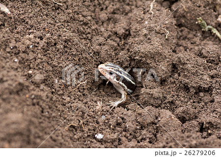 土の中から顔を出すトカゲ 26279206