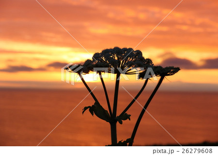 夕日 夕日 26279608
