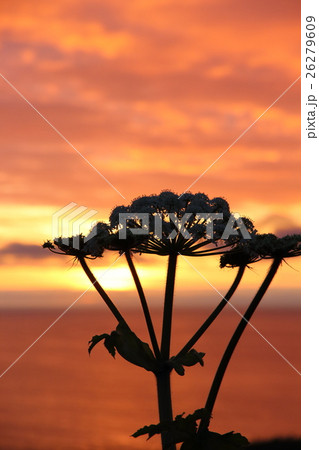 夕日 26279609