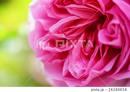 ピンクの薔薇 26280658