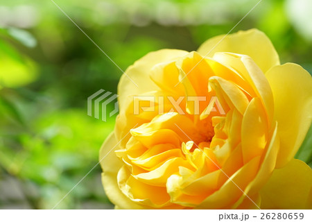 黄色の薔薇 黄色の薔薇 26280659