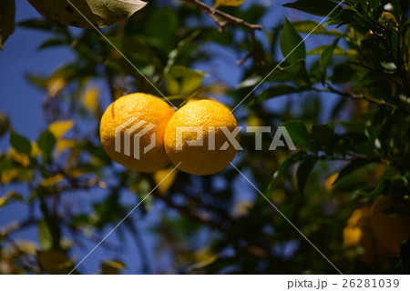 収穫期の柚子 収穫期の柚子 26281039