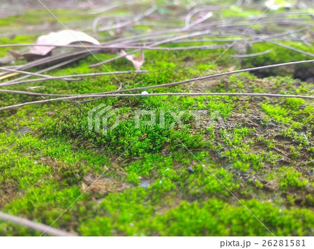林 森 樹林 26281581