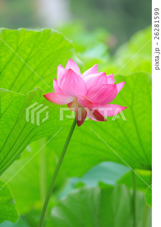 ハスの花 26281599