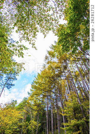 高原の広葉樹 高原の広葉樹 26281712