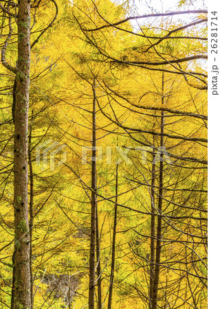 高原の広葉樹 高原の広葉樹 26281714