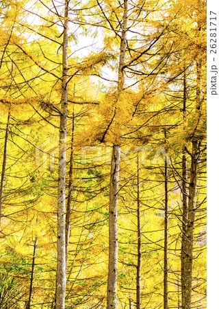 高原の広葉樹 高原の広葉樹 26281717