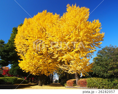 宇都宮駅東公園 26282057