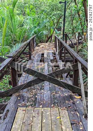 Abandoned Wooden Walkway in Mangrove Forest Abandoned Wooden Walkway in Mangrove Forest 26282797