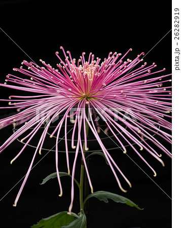 菊の花 菊の花 26282919